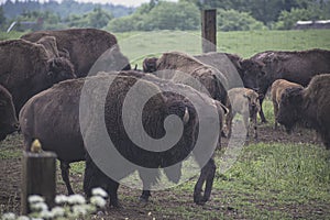 Bison family in an outdoor farm
