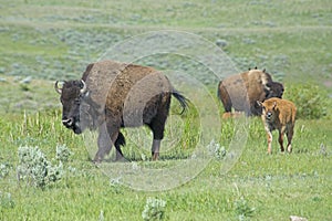 Bison family in Yellowstone National Park.