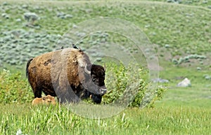 Bison family in Yellowstone National Park.