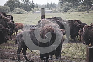 Bison farm view in Lithuania