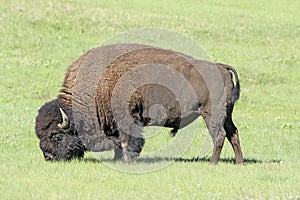 Bison Feeding in the Grasslands