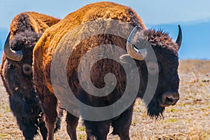 Bison in Field in the Daytime