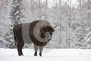 Bison On Field. Majestic Powerful Adult Aurochs Wisent In Winter Time, Belarus. Wild European Wood Bison,Bull Male. Wildlife