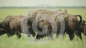 Bison in a field on pasture. Slow motion