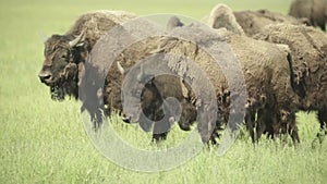 Bison in a field on pasture. Slow motion