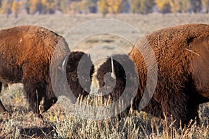 Bison fight