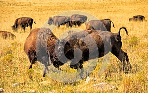 Bison fight