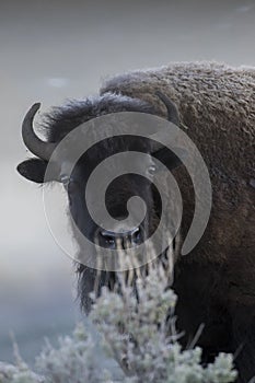 Bison in foggy light with sagebrush in face photo