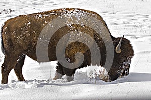 Bison foraging for food in snow photo