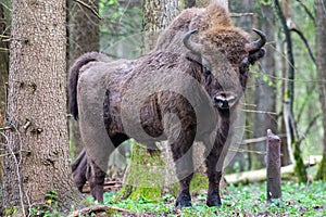 Bison in the forest in the Bialowieza National Park