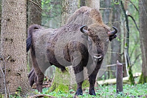 Bison in the forest in the Bialowieza National Park