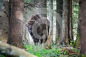 Bison in the forest in the Bialowieza National Park