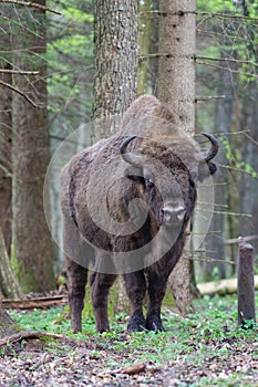 Bison in the forest in the Bialowieza National Park