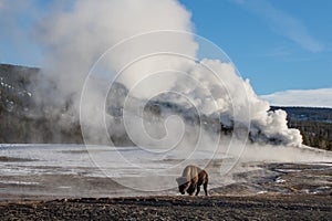 Bison and giant geyser