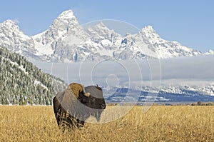 Bison at Grand Teton
