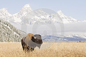 Bison at Grand Teton Mountains photo