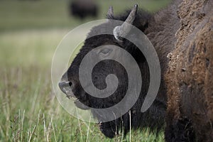 Bison in Grand Teton National Park