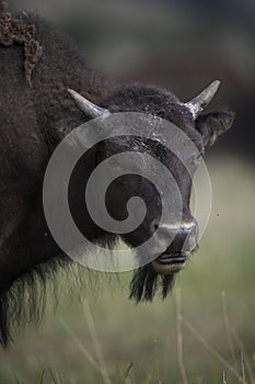 Bison in Grand Teton National Park
