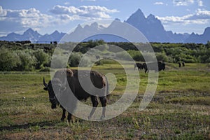 Bison in Grand Teton National Park