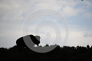 Bison in Grand Teton National Park