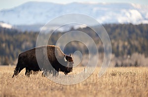 Bison in the Grand Tetons