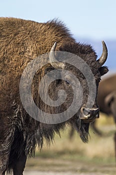 Bison Grand Tetons 2014 and 2015