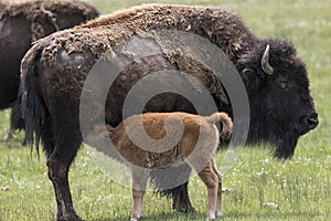 Bison Grand Tetons 2014 and 2015