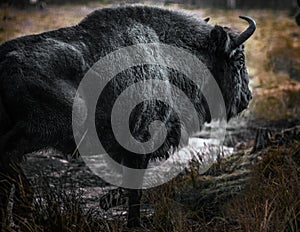 Bison in the grass in Bialowieza Forest