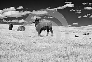 Bison on the grasslands, Custer State Park, Infrared