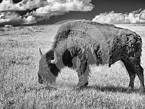 Bison on the grasslands, Custer State Park, Infrared