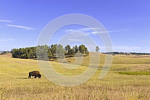 Bison in Grasslands, Wind Cave National Park, South Dakota
