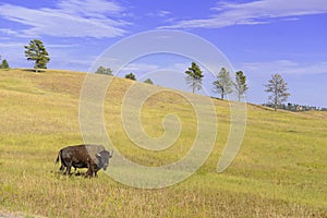 Bison in Grasslands, Wind Cave National Park, South Dakota photo