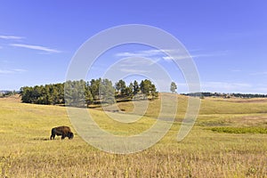 Bison in Grasslands, Wind Cave National Park, South Dakota photo