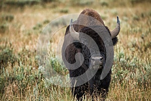 Bison in grasslands of Yellowstone National Park in Wyoming