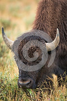 Bison in grasslands of Yellowstone National Park in Wyoming