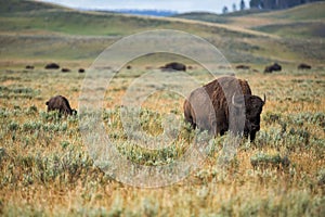Bison in grasslands of Yellowstone National Park in Wyoming