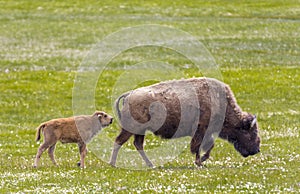 Bison in grasslands of Yellowstone National Park in Wyoming in t