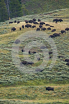 Bison in grasslands of Yellowstone National Park in Wyoming