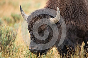 Bison in grasslands of Yellowstone National Park in Wyoming