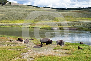 Bison in grasslands of Yellowstone National Park in Wyoming