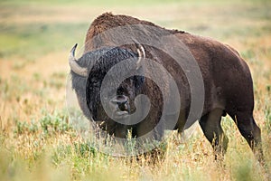 Bison in grasslands of Yellowstone National Park in Wyoming