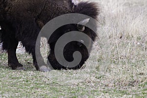 Bison Grazing In Early Spring
