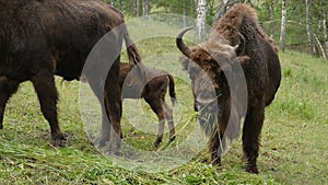 Bison is grazing and eating grass