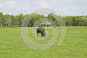 Bison grazing in the field