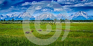 Bison grazing at Grand Teton National Park