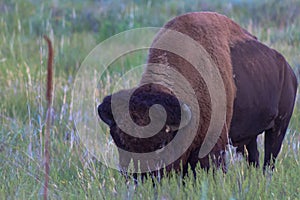 Bison grazing grass on the prarie