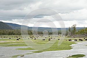 Many bison grazing in grasslands