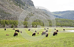 Many bison grazing in grasslands