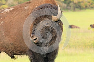 Bison grazing in Oklahoma