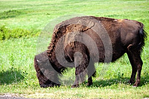 Bison grazing on the pasture of Custer State Park in Black Hills, South Dakota